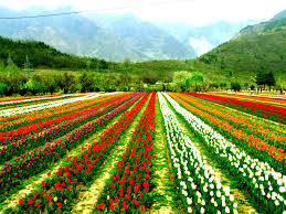 Srinagar